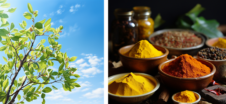 Boosting Immunity with Ayurveda: Seasonal Herbs and Spices